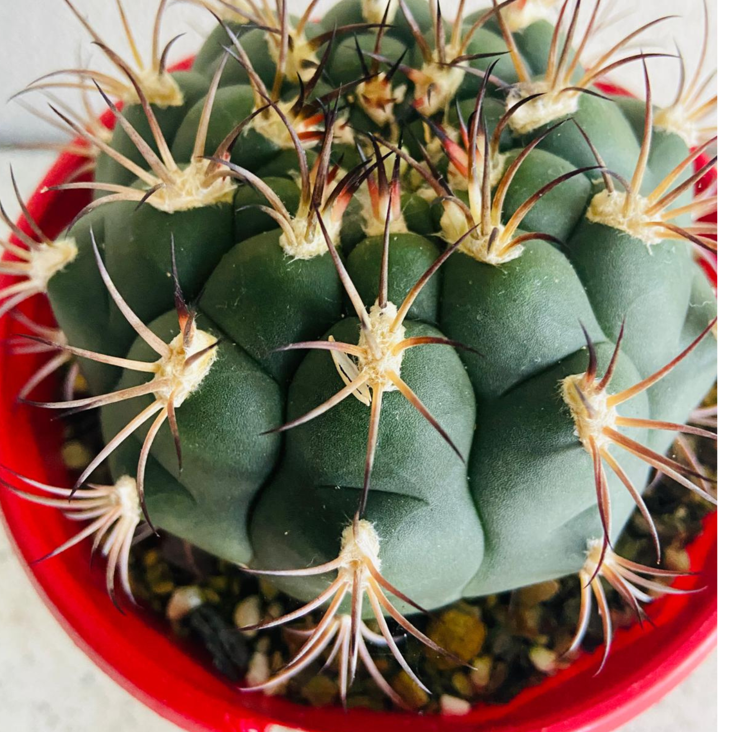 Cacti - Gymnocalycium Saglionis- 100mm