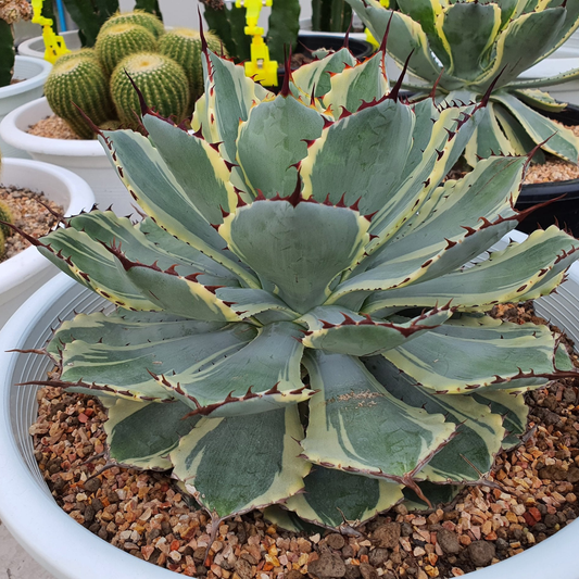 Agave Kissho Kan Variegated