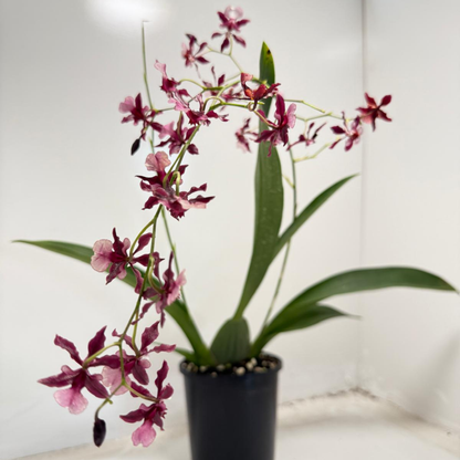 Oncidium Orchid(Jairak Fragrance Bordeaux)