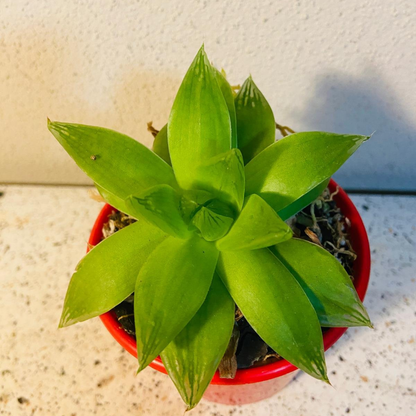 Haworthia Cymbiformis