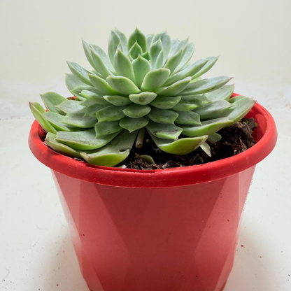 Echeveria Lilac Dream- 130mm pot size