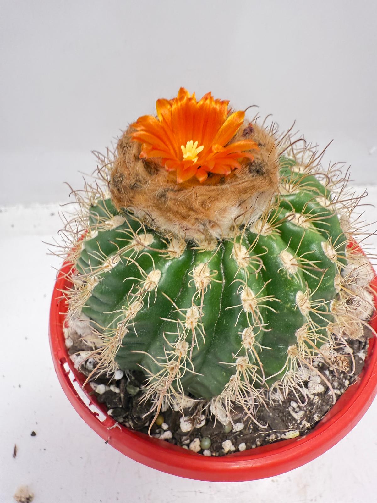Parodia tuberculata 130mm– Low-Growing Desert Cactus for Pots and Rock Gardens