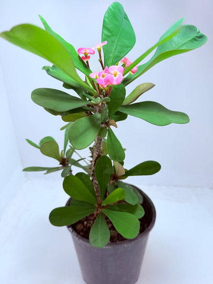 Euphorbia Mill #101