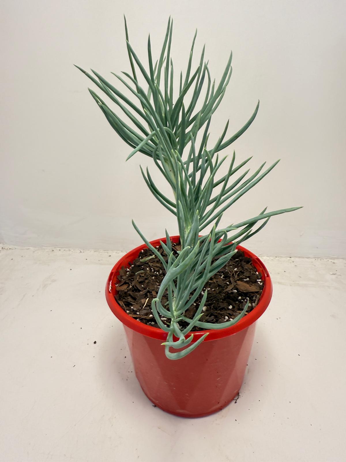 Mermaid Tail : Crested Senecio Talinoides - Narrow Leaf Chalk Stick #513