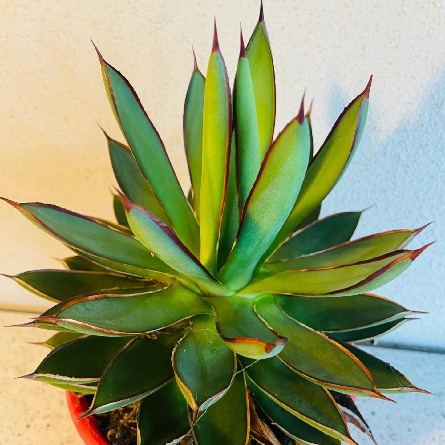 Agave Burnt Burgundy