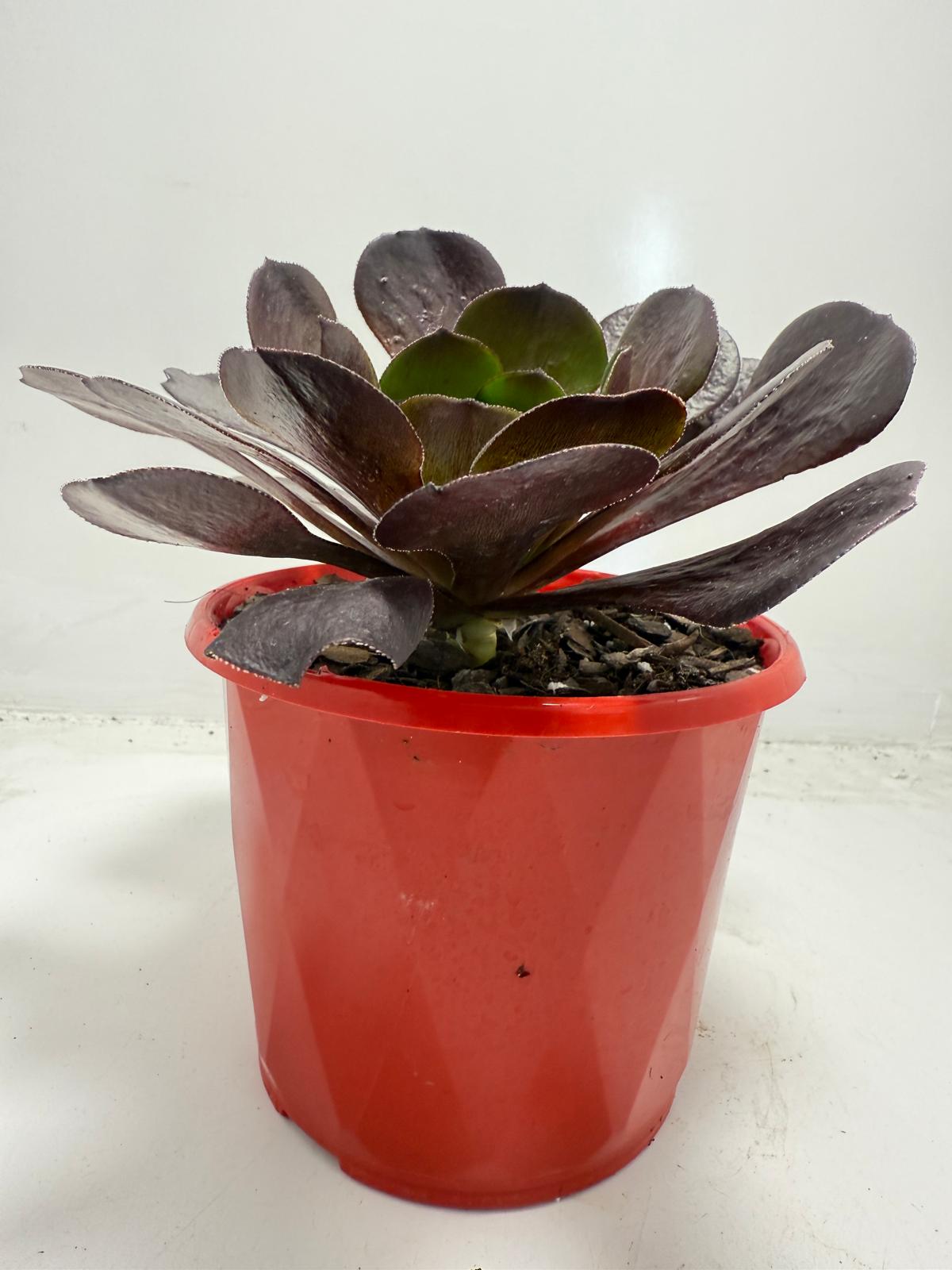 Semponium ‘Destiny’ – Unique Rosette Succulent | 130mm