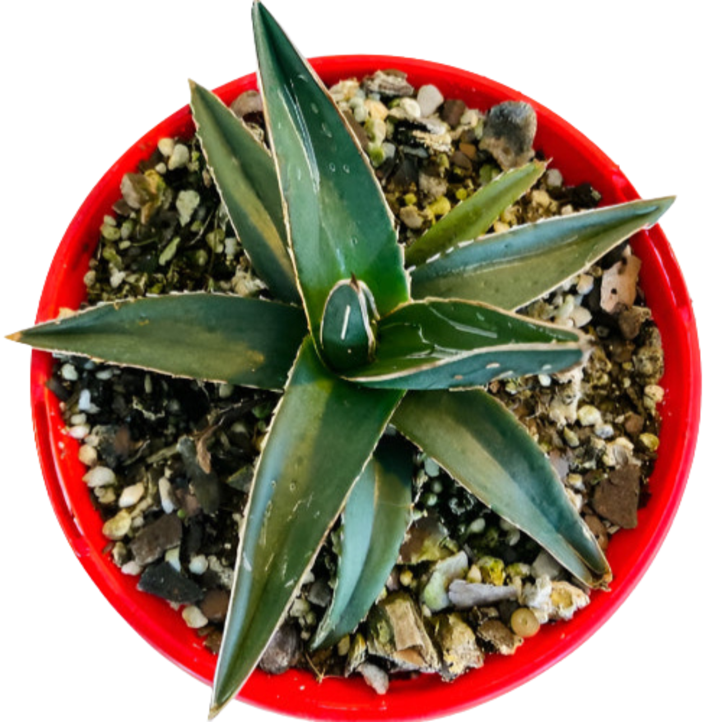 Agave Nickelsiae 130mm