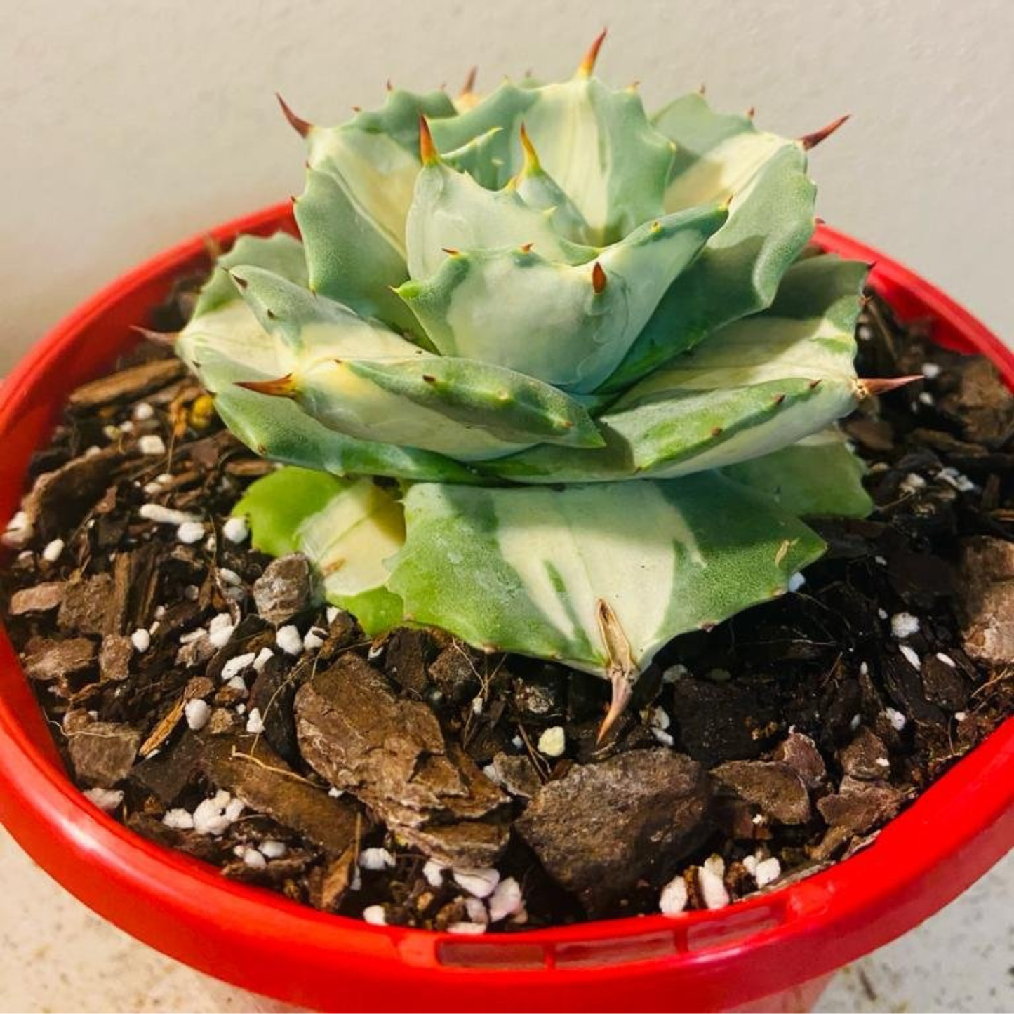 Agave Isthmensis Oji Raijin 130mm