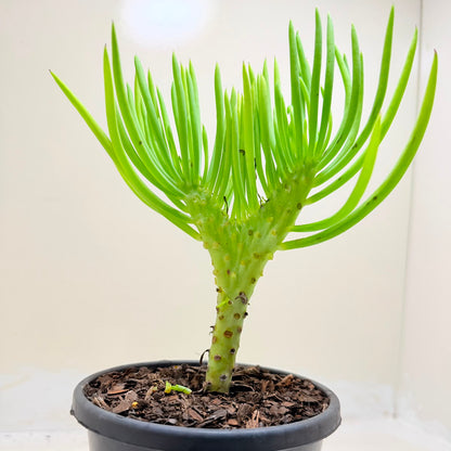 Mermaid Tail : Crested Senecio Talinoides - Narrow Leaf Chalk Stick #1008