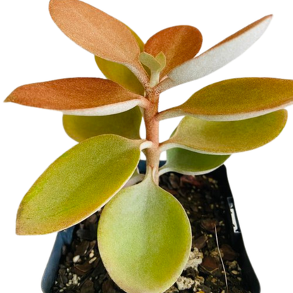 Kalanchoe Orgyalis Copper Spoons