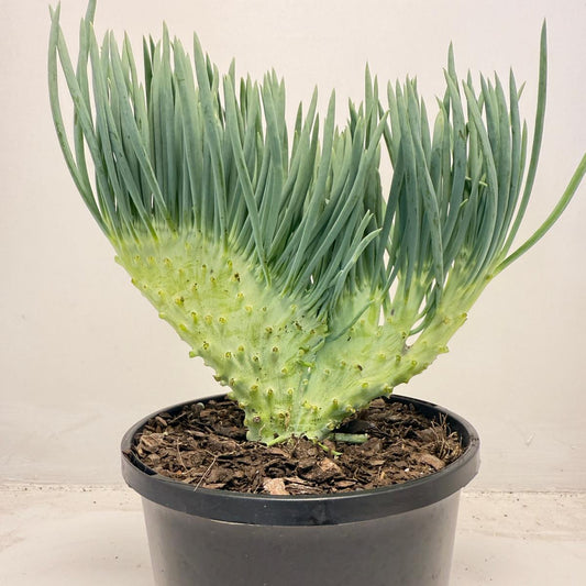 Mermaid Tail : Crested Senecio Talinoides - Narrow Leaf Chalk Stick #510