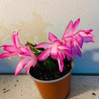 Zygocactus ‘Caroline’