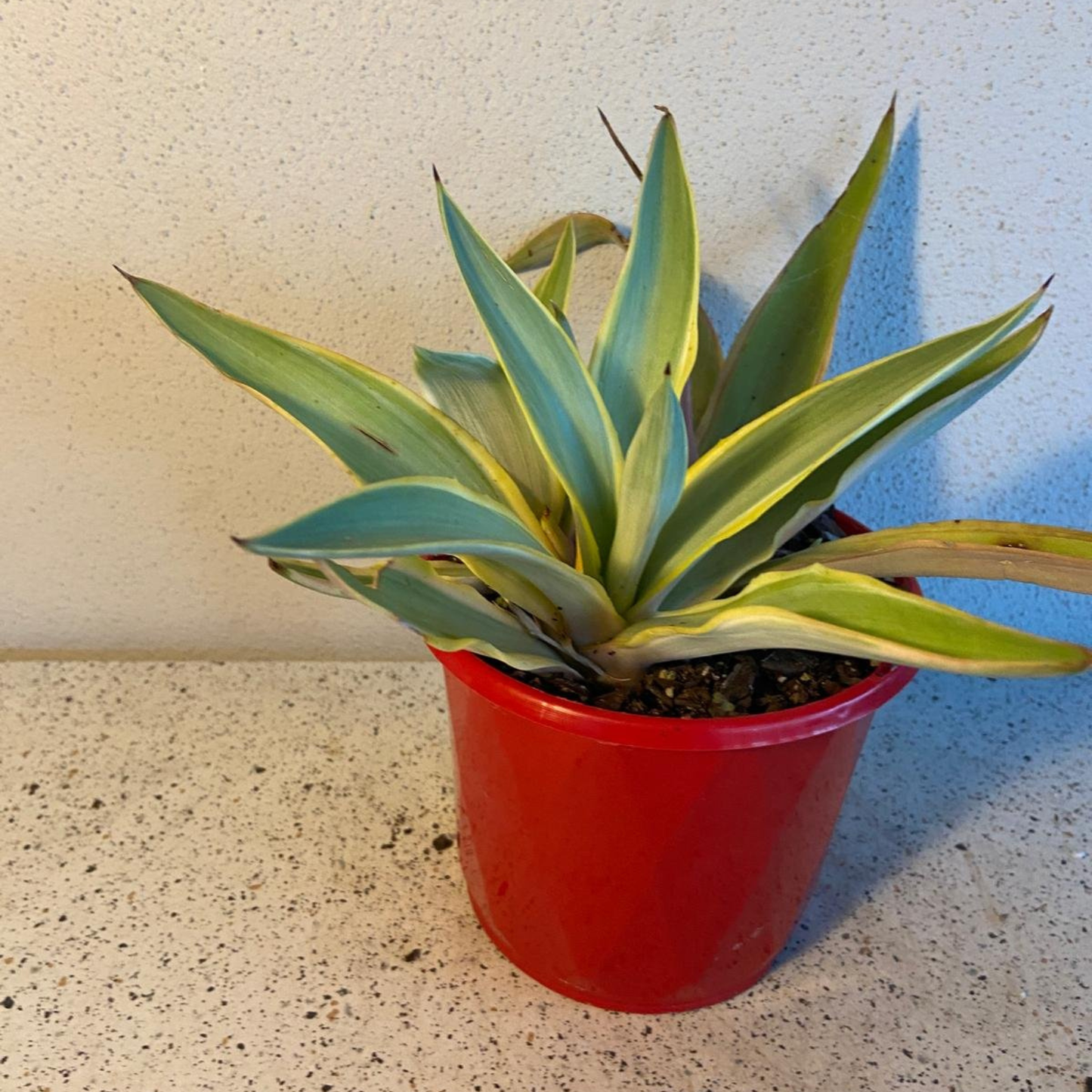 Agave Galactic Traveller