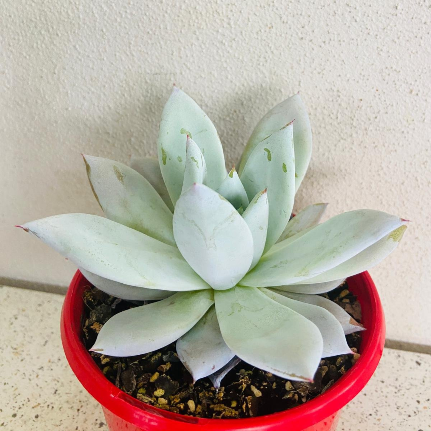 Echeveria Mexican Giant