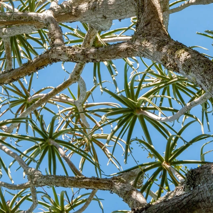 Aloe barberae (Tree Aloe)
