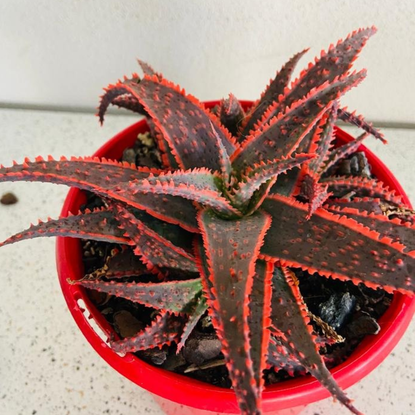 Aloe Hybrid Christmas Carol  130mm