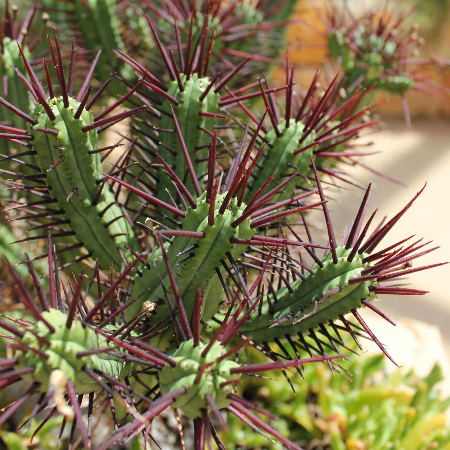 Euphorbia Enopla 130mm