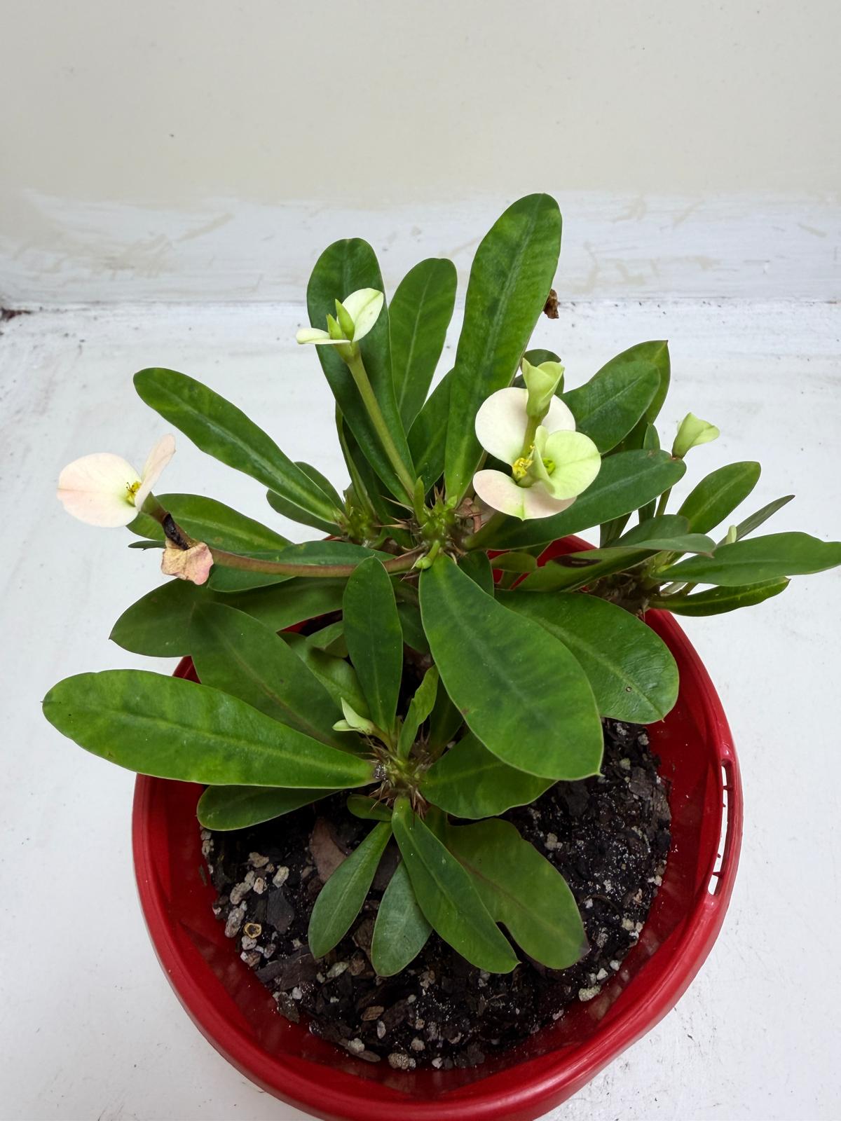 Euphorbia Milli white 3 in one #203