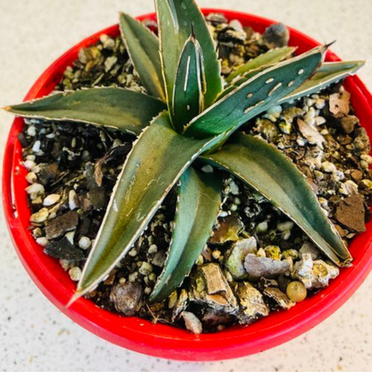 Agave Nickelsiae 130mm