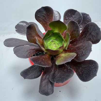 Semponium ‘Destiny’ – Unique Rosette Succulent | 130mm