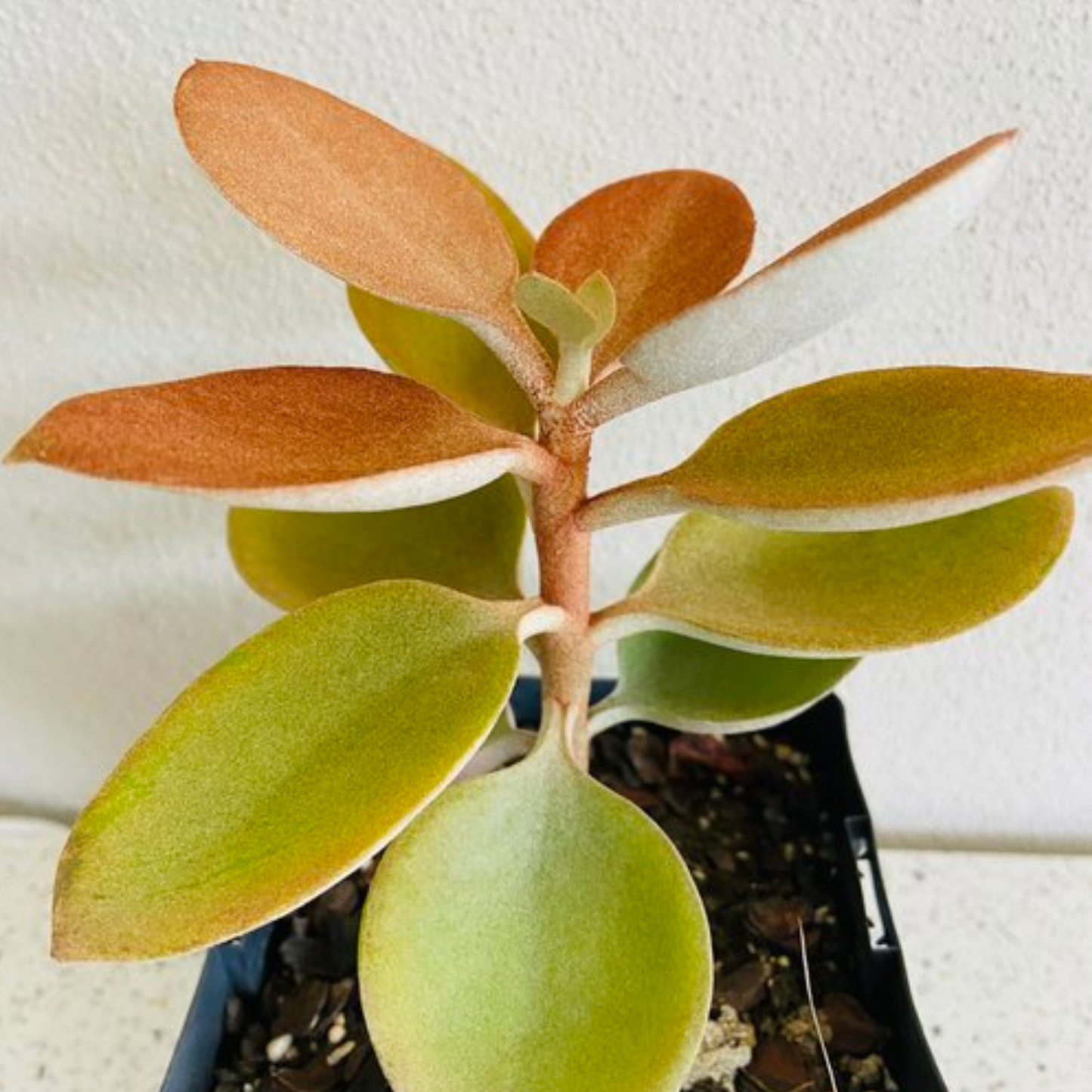 Kalanchoe Orgyalis Copper Spoons