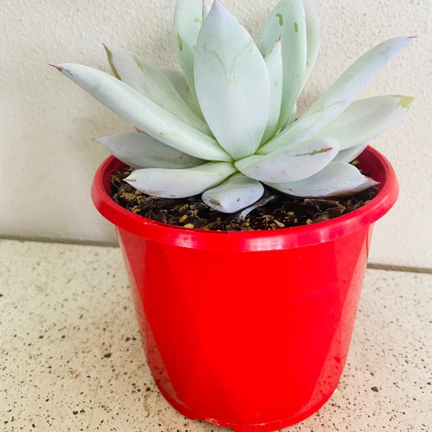 Echeveria Mexican Giant