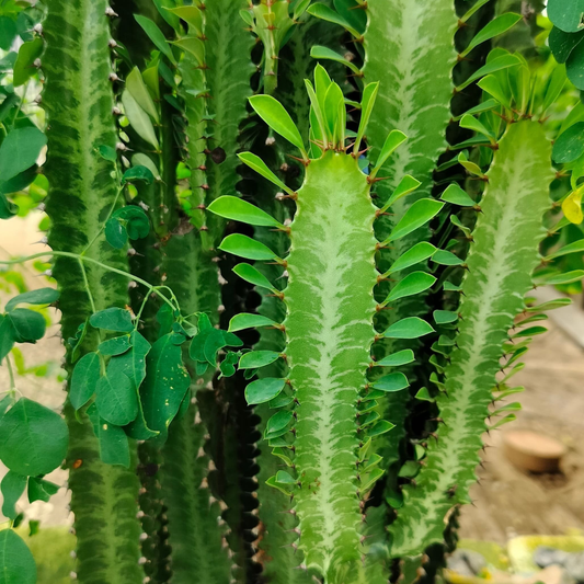 Euphorbia Trigona Green - Cutting