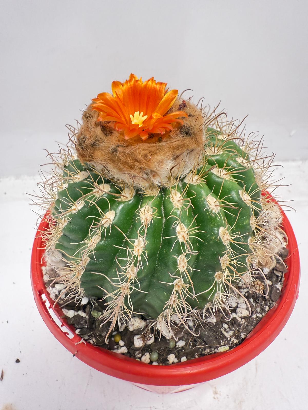Parodia tuberculata 130mm– Low-Growing Desert Cactus for Pots and Rock Gardens