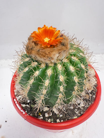 Parodia tuberculata 130mm– Low-Growing Desert Cactus for Pots and Rock Gardens