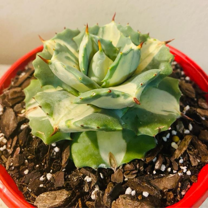 Agave Isthmensis Oji Raijin 130mm