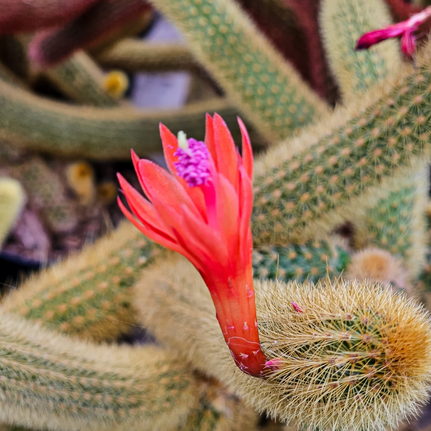 Golden Rat Tail Cacti -Cleistocactus Winteri