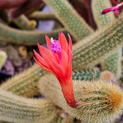 Golden Rat Tail Cacti -Cleistocactus Winteri