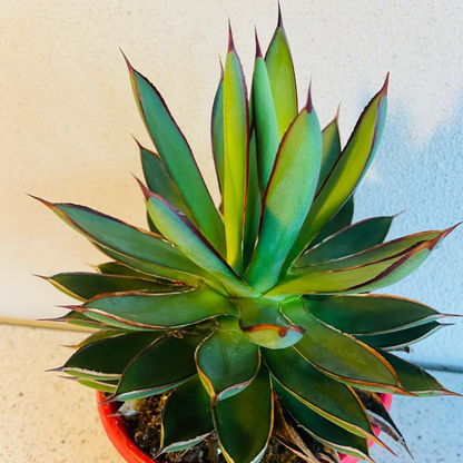 Agave Burnt Burgundy