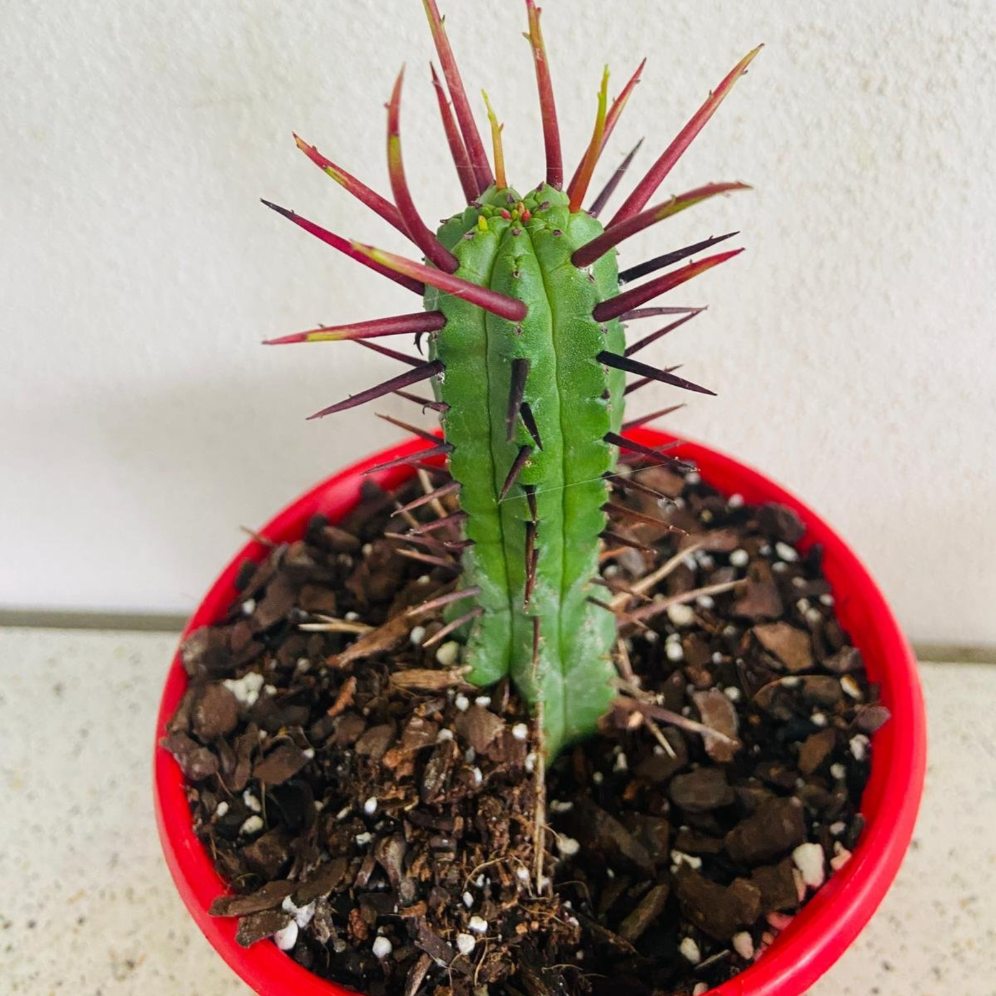 Euphorbia Enopla 130mm