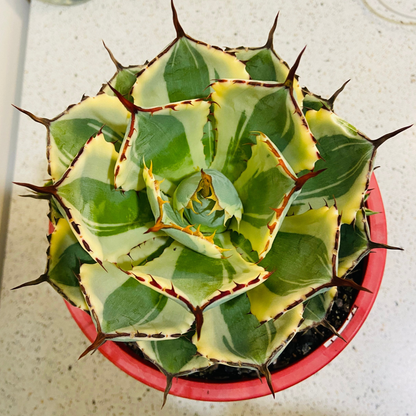 Agave Kissho Kan Variegated