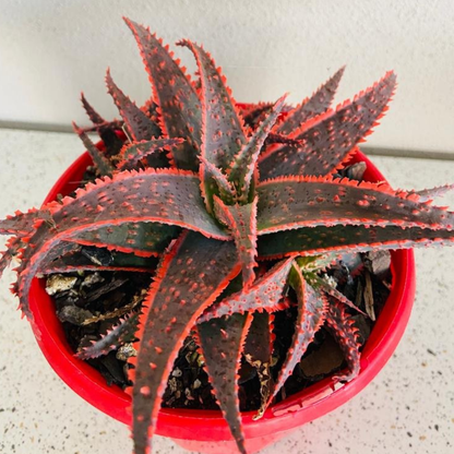 Aloe Hybrid Christmas Carol  130mm