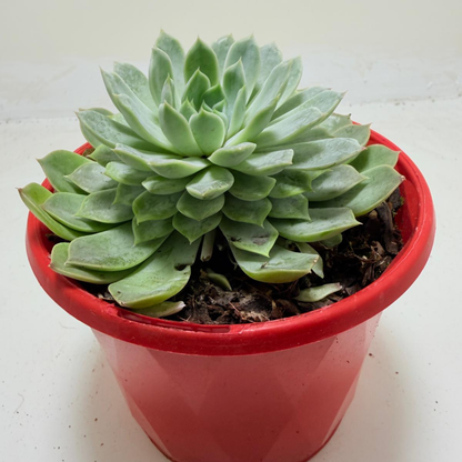 Echeveria Lilac Dream- 130mm pot size