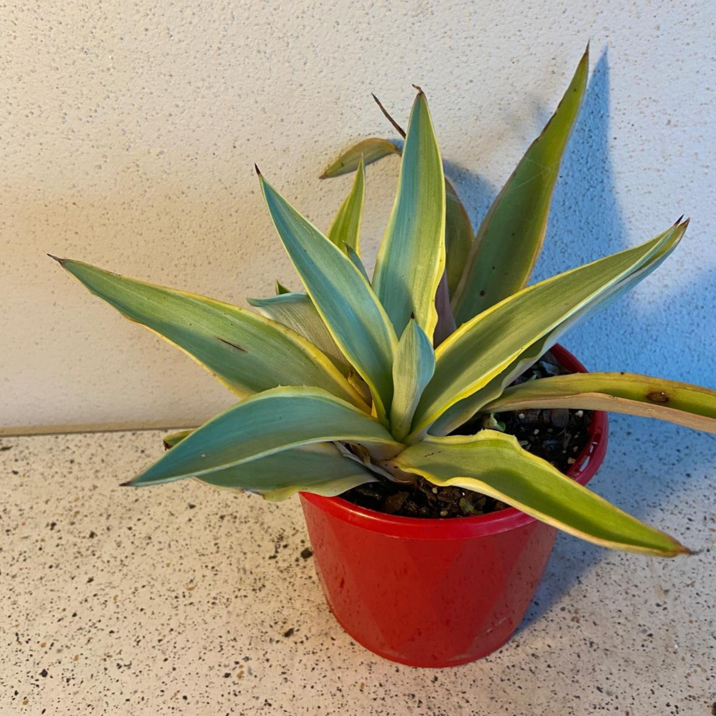 Agave Galactic Traveller