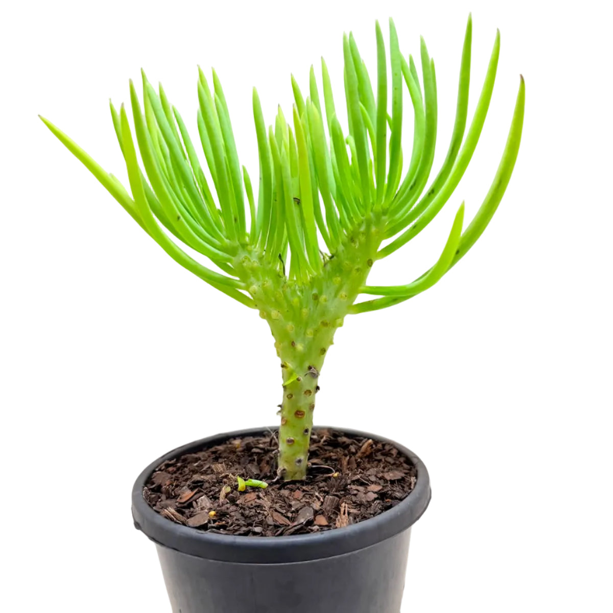 Mermaid Tail : Crested Senecio Talinoides - Narrow Leaf Chalk Stick #1008