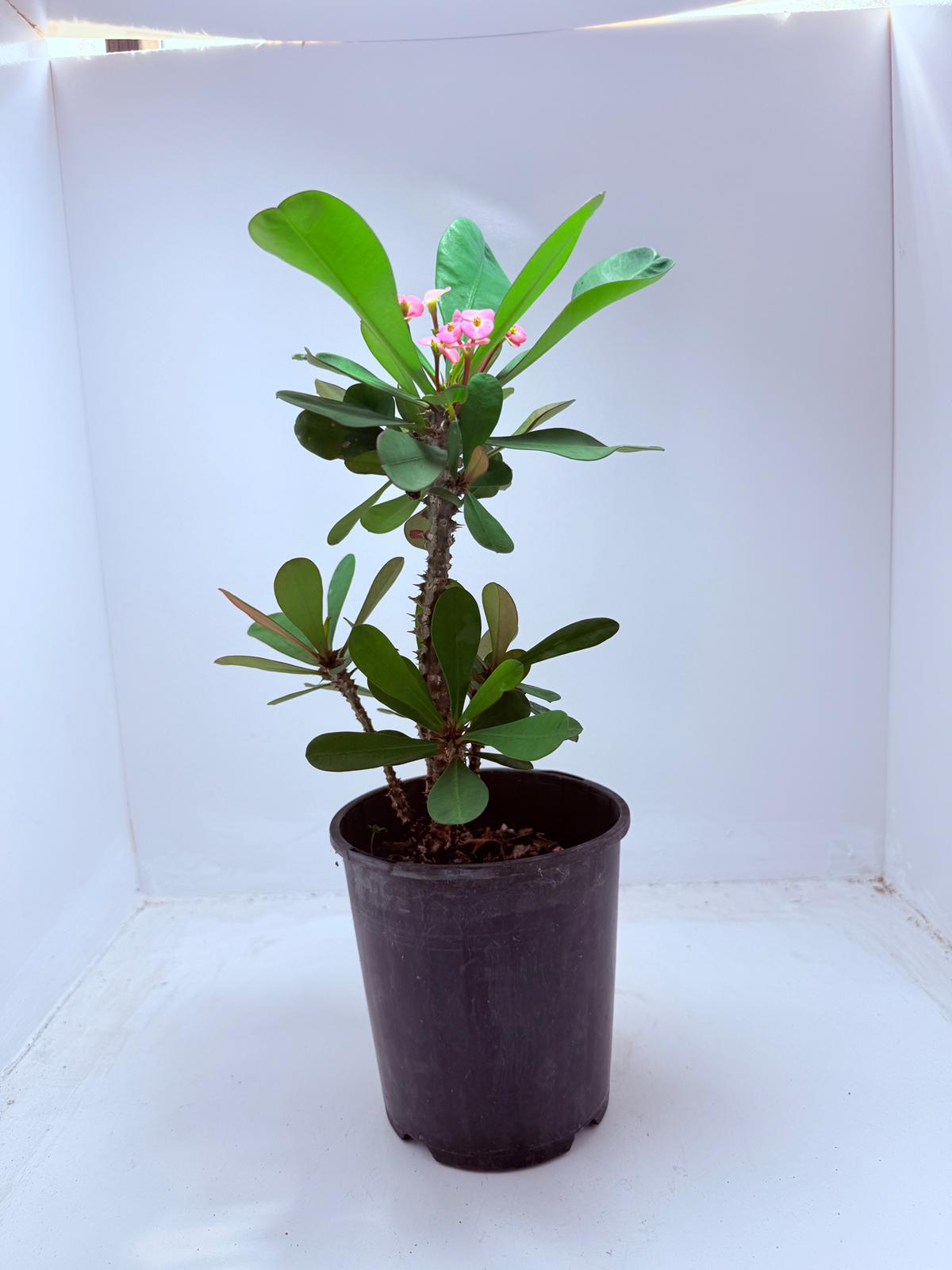Euphorbia Mill #101