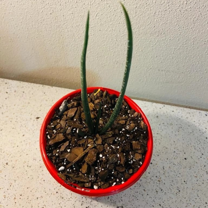 Aloe barberae (Tree Aloe)