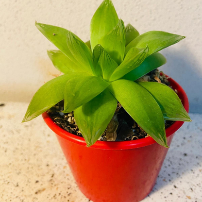 Haworthia Cymbiformis