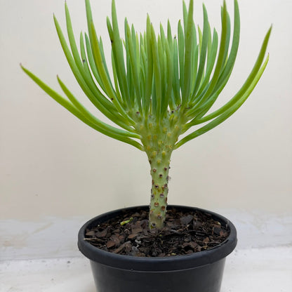 Mermaid Tail : Crested Senecio Talinoides - Narrow Leaf Chalk Stick #1001
