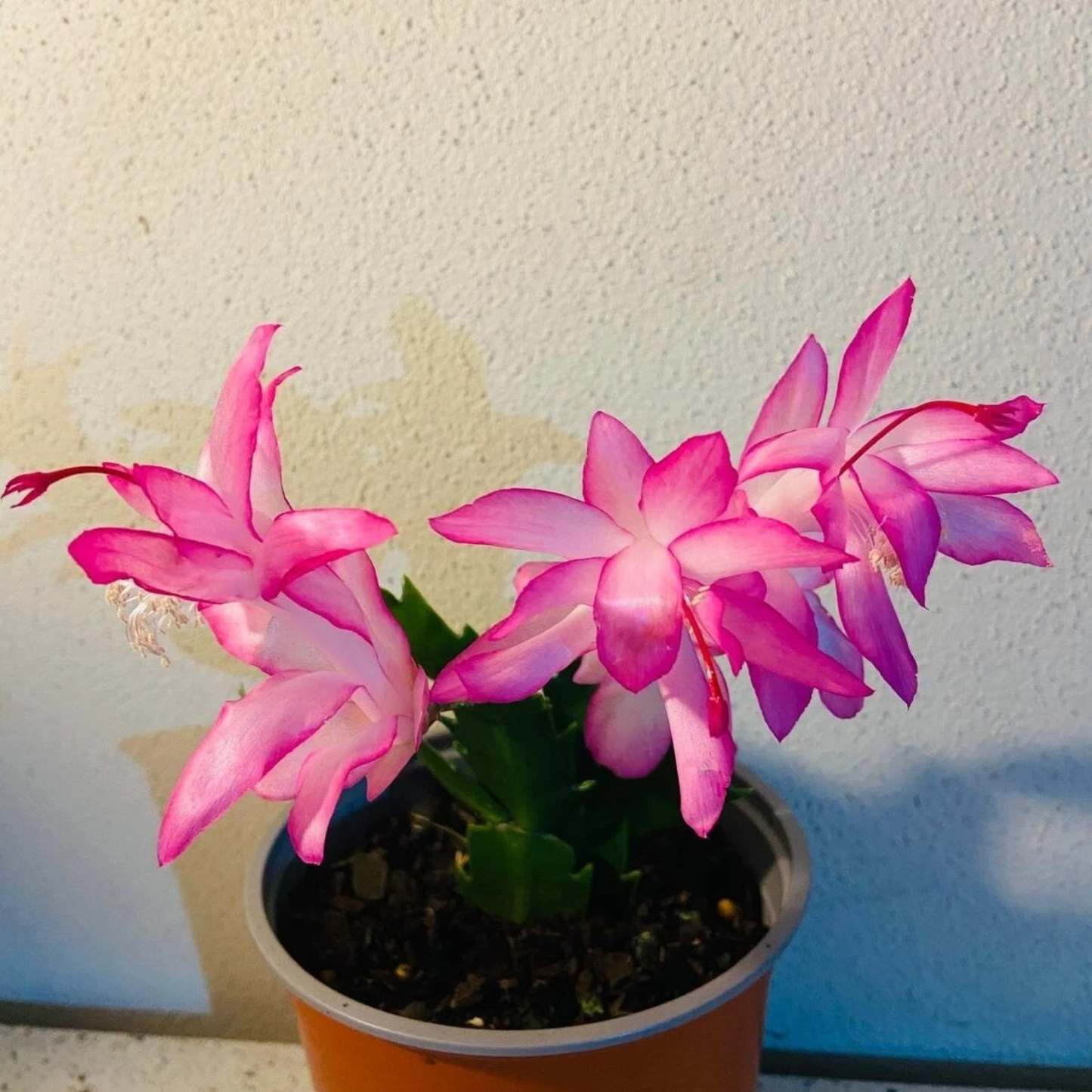 Zygocactus ‘Caroline’