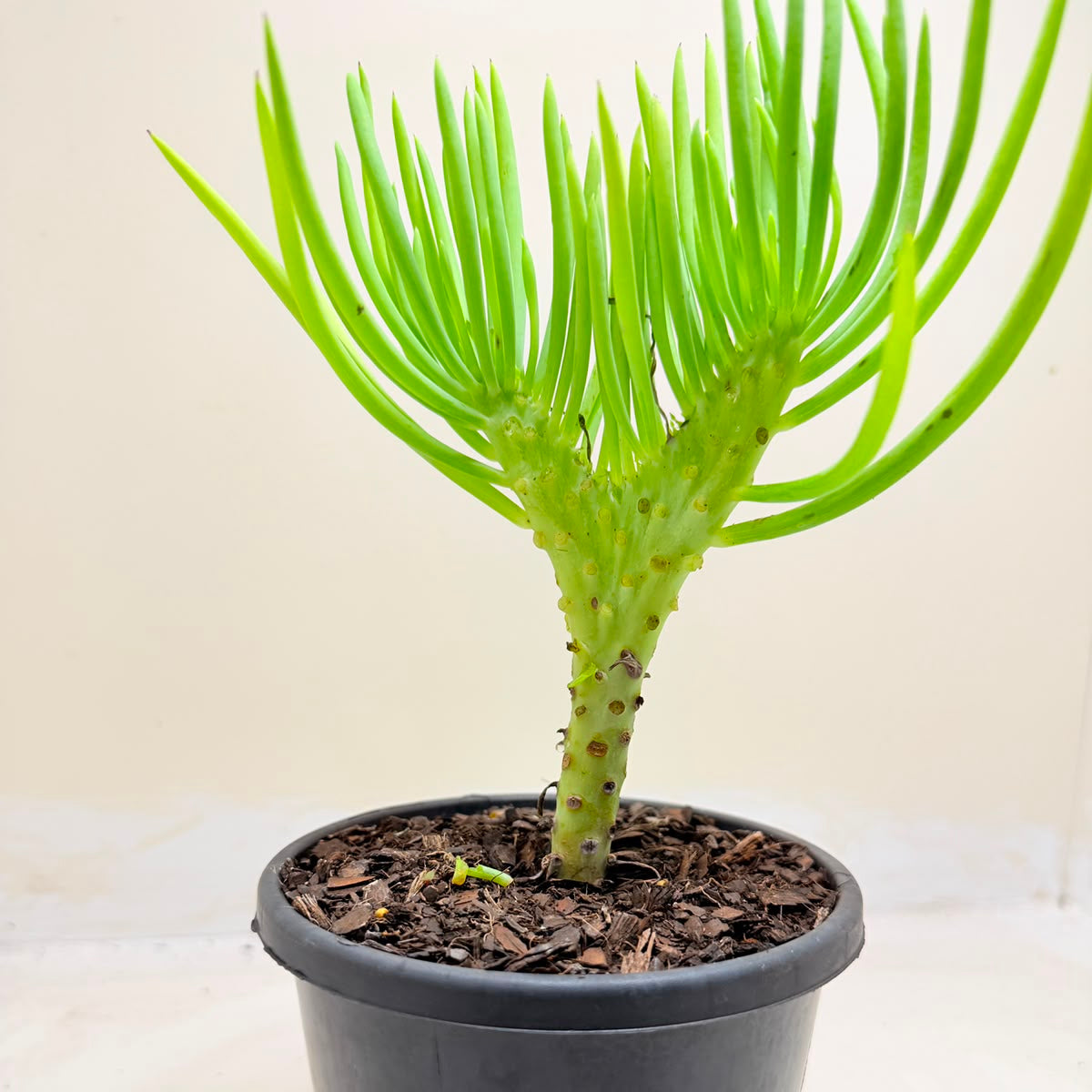 Mermaid Tail : Crested Senecio Talinoides - Narrow Leaf Chalk Stick #1008