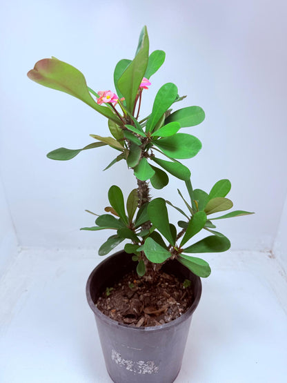 Euphorbia Mill #101