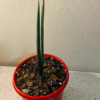 Aloe barberae (Tree Aloe)