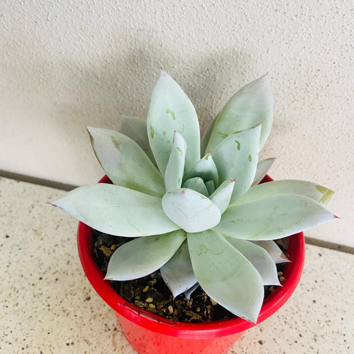 Echeveria Mexican Giant