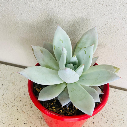 Echeveria Mexican Giant