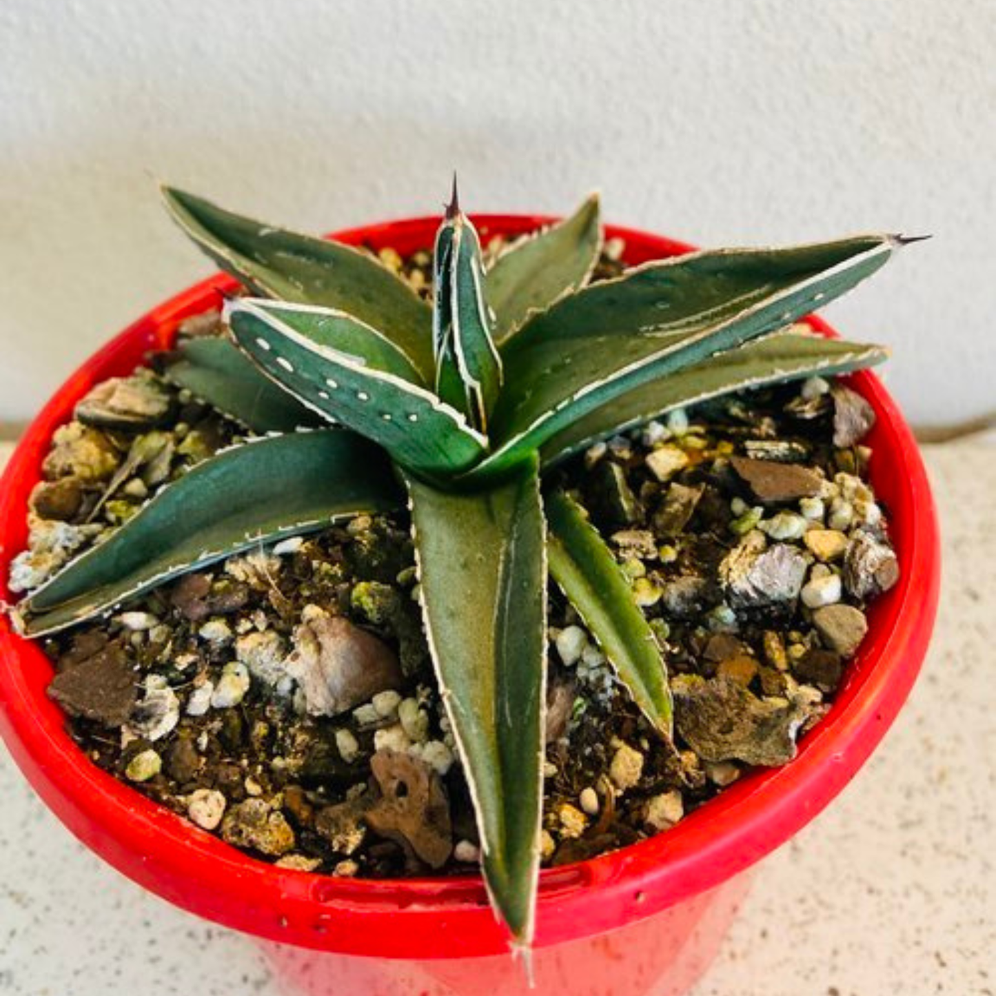 Agave Nickelsiae 130mm